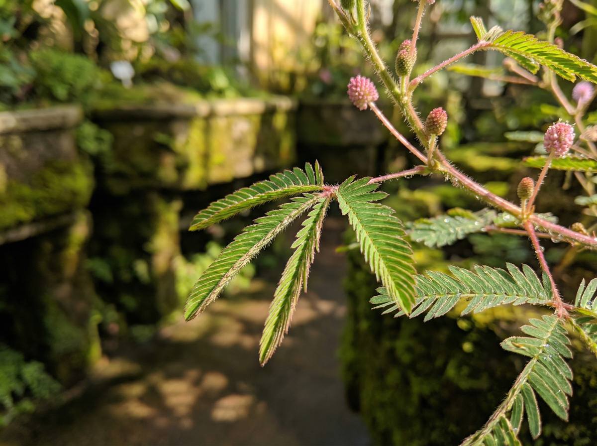 抖阴含羞草视频教程